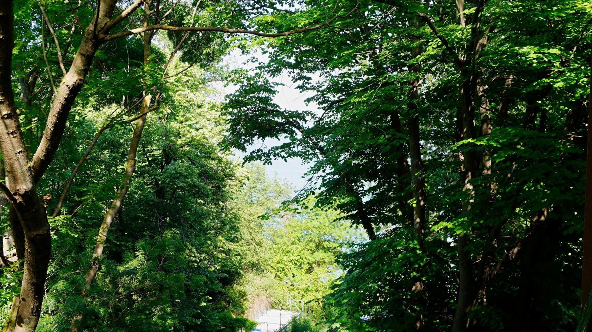 Бяла Клиф Форест - Byala Cliff Forest Buitenkant foto